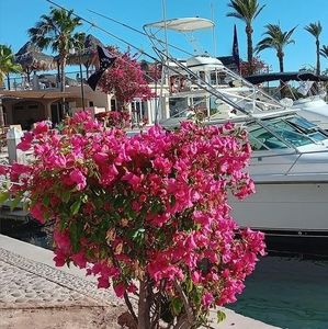 Meet your Posher, Shirley